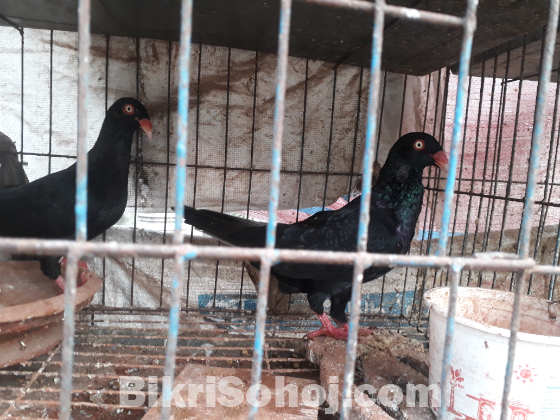 Black Denish running pair